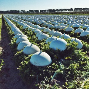 Vom Feld auf den Teller: Anbau und Ernte der Florette-Salate