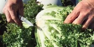 Vom Feld auf den Teller: Anbau und Ernte der Florette-Salate