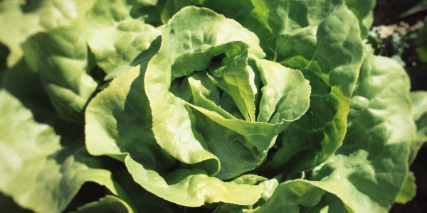 Vom Feld auf den Teller: Anbau und Ernte der Florette-Salate - Florette