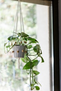 Deko-Tipps für ein grünes Zuhause DIY Florette